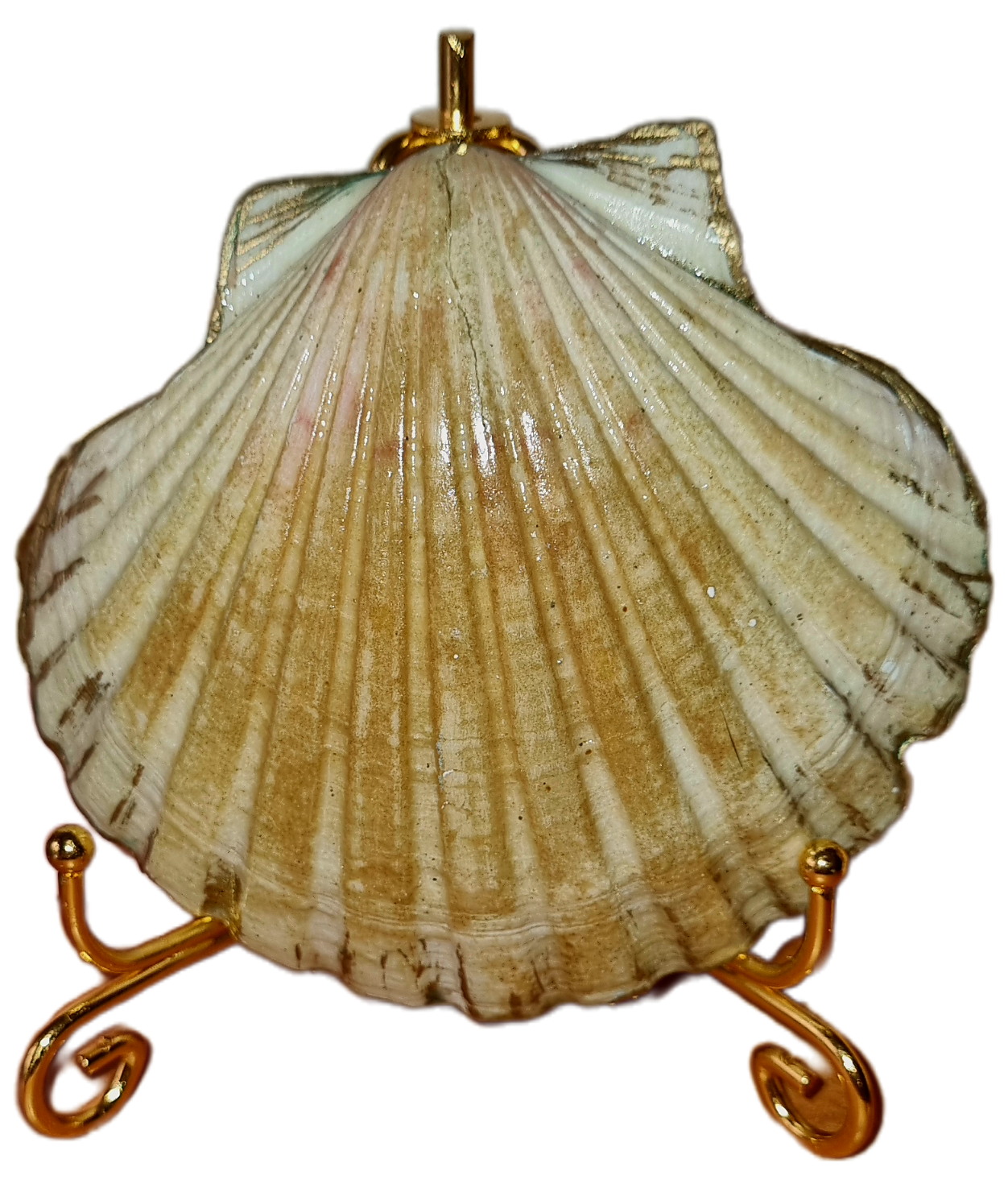 Shell Art - Scallop - 'Summertime' 🌞
