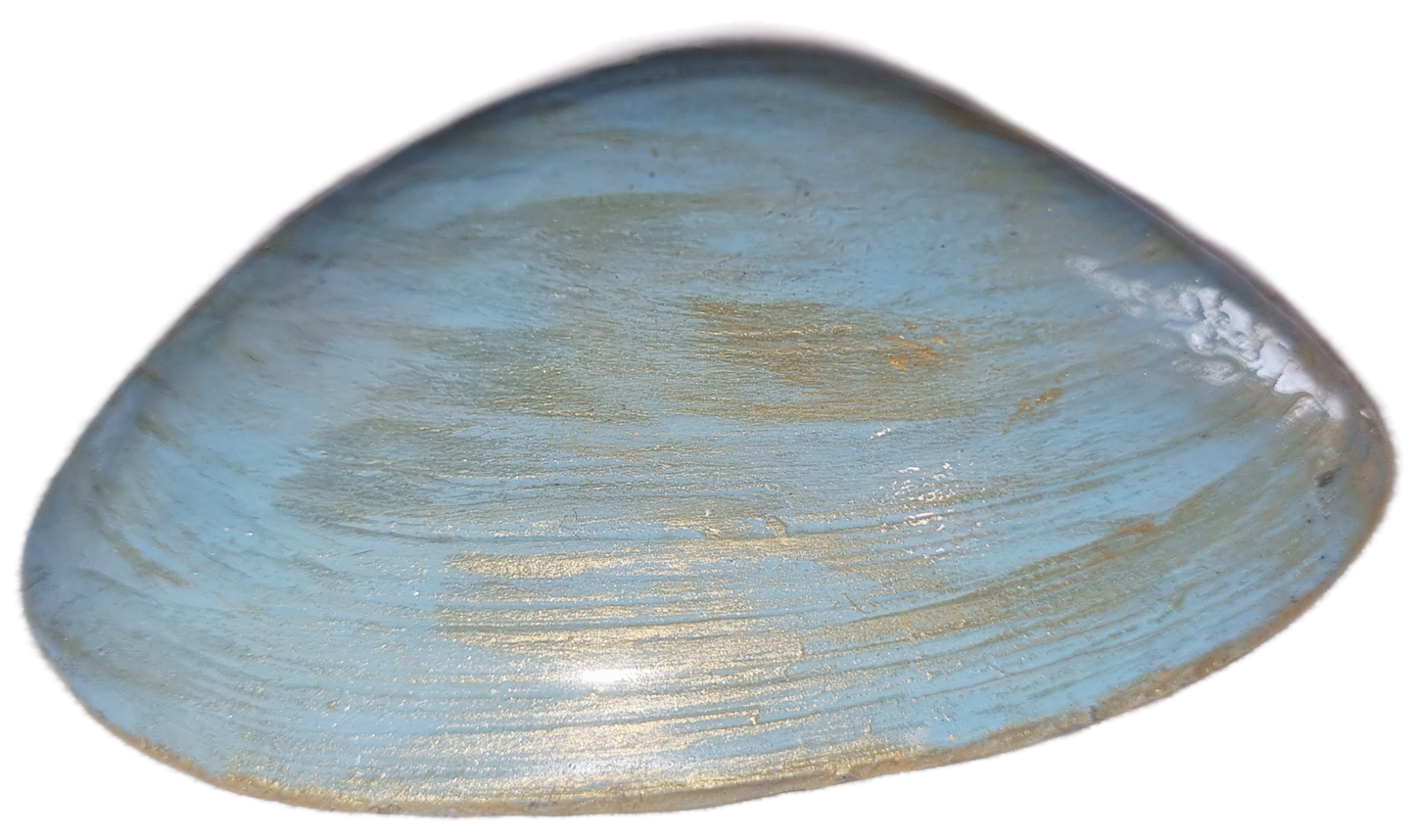 Shell Art - Surf Clam - Trinket Dish 'Forget Me Nots... 'Save the Bees 🐝'